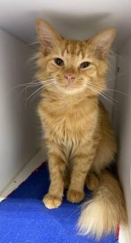 Spencer -  Domestic Medium Hair Cat for Adoption in Rochester, Indiana - Spencer | PetCurious