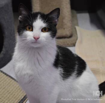 Domestic Short Hair Cats Available for Adoption - Taneycomo | PetCurious