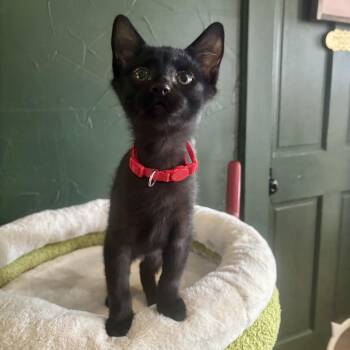 Waldorf Astoria -  Domestic Short Hair Cat for Adoption in Richmond, Virginia - Waldorf Astoria | PetCurious