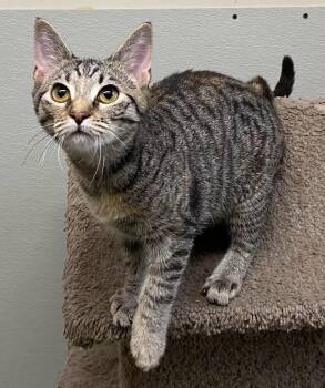 Abilene -  Domestic Short Hair Cat for Adoption in Los Angeles, California - Abilene | PetCurious