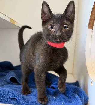 Boston (bonded w/ Chicago) -  Domestic Short Hair Cat for Adoption in Oakland, California - Boston (bonded W/ Chicago) | PetCurious