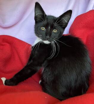 Rocky -  Tuxedo Cat for Adoption in Hood River, Oregon - Rocky | PetCurious