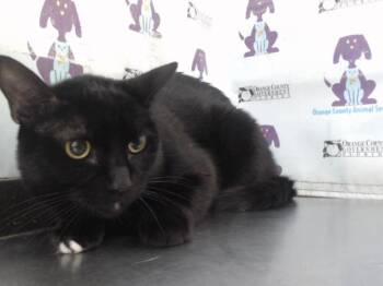 POPPY -  Domestic Short Hair Cat for Adoption in Orlando, Florida - POPPY | PetCurious