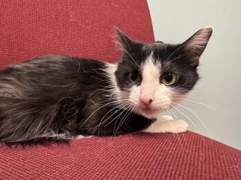 Domestic Long Hair Cats Available for Adoption - Ertha Kitten | PetCurious