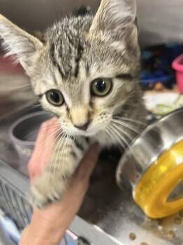 Junior -  Domestic Short Hair Cat for Adoption in Dayton, Minnesota - Junior | PetCurious