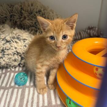 Cayden -  Domestic Short Hair Cat for Adoption in Hawthorne, California - Cayden | PetCurious