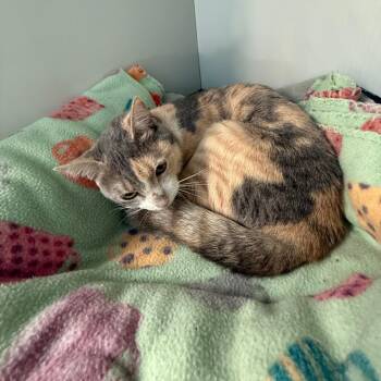 Domestic Short Hair Cats Available for Adoption - Lucy | PetCurious