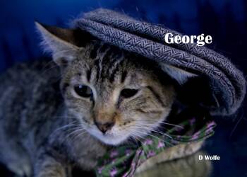 George -  Domestic Short Hair Cat Available for Adoption in York, Nebraska - George | PetCurious