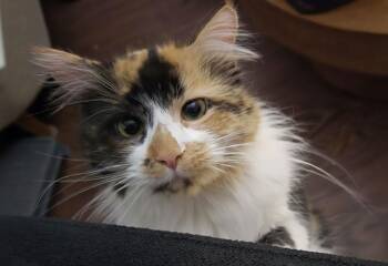 Domestic Long Hair Cats Available for Adoption - Carmela | PetCurious