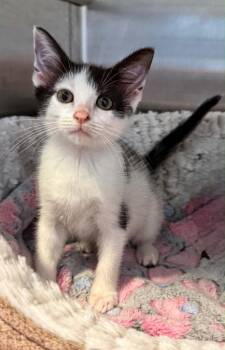 Carly Simon -  Domestic Short Hair Cat for Adoption in Columbia, Tennessee - Carly Simon | PetCurious