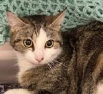 Moses -  Domestic Short Hair Cat for Adoption in Lansing, Michigan - Moses | PetCurious