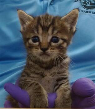 Domestic Short Hair Cats Available for Adoption in Doral, Florida - DENNIS | PetCurious