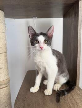 BUNNY -  Domestic Short Hair Cat for Adoption in New York, New York - BUNNY | PetCurious