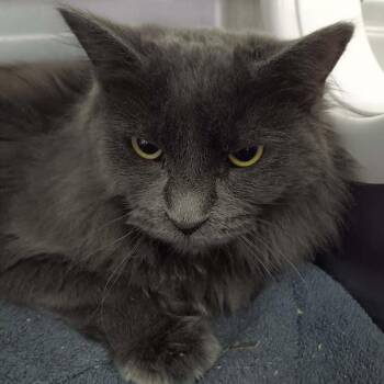 Domestic Long Hair Cats Available for Adoption - Fiona | PetCurious