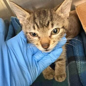 Domestic Short Hair Cats Available for Adoption in Bastrop, Texas - Sushi 26-05-185 | PetCurious