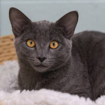 Rescue Domestic Short Hair Cats for Adoption in Los Angeles, California - Parvati | PetCurious