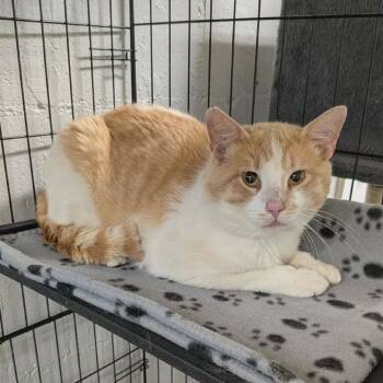 Charlie -  Domestic Short Hair Cat for Adoption in Greenville, Pennsylvania - Charlie | PetCurious