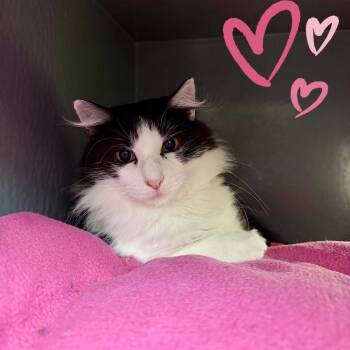 Aurora Rose - sweet and friendly -  Domestic Medium Hair Cat for Adoption in Austin, Texas - Aurora Rose - Sweet And Friendly | PetCurious