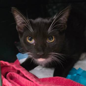 Winter -  Domestic Short Hair Cat for Adoption in Williston, Florida - Winter | PetCurious