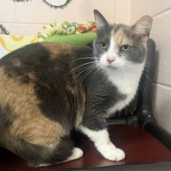 Cowie -  Domestic Short Hair and Mixed Breed Cat for Adoption in Owosso, Michigan - Cowie | PetCurious
