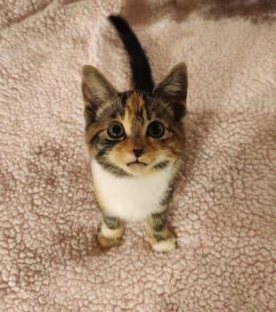 Iris -  Domestic Short Hair Cat for Adoption in Lunenburg, Massachusetts - Iris | PetCurious
