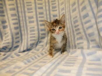 NELLY -  Domestic Short Hair Cat for Adoption in San Jose, California - NELLY | PetCurious