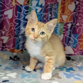 Domestic Short Hair Cats Available for Adoption - Milo | PetCurious