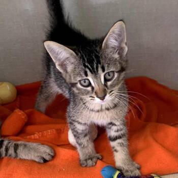 Domestic Short Hair Cats Available for Adoption in Monroe, Michigan - Tabitha | PetCurious