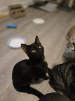 Domestic Short Hair Cats Available for Adoption - Sally | PetCurious