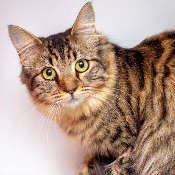 Beth -  Domestic Medium Hair and Domestic Short Hair Cat for Adoption in Hattiesburg, Mississippi - Beth | PetCurious