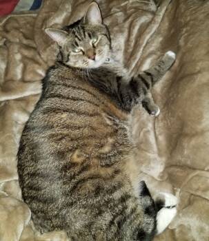 Rescue Domestic Short Hair Cats for Adoption in Rutherfordton, North Carolina - Athena (Courtesy Post) | PetCurious