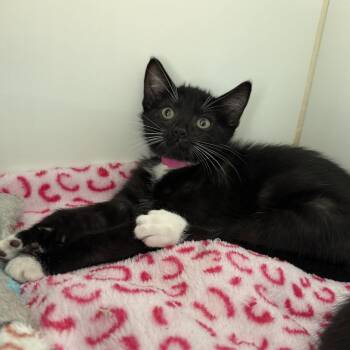 Romeo -  Domestic Short Hair Cat for Adoption in Oakland, California - Romeo | PetCurious
