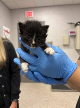 Abaco -  Domestic Short Hair Cat for Adoption in Gastonia, North Carolina - Abaco | PetCurious