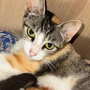 Tilly 26-06-085 -  Domestic Short Hair Cat for Adoption in Bastrop, Texas - Tilly 26-06-085 | PetCurious