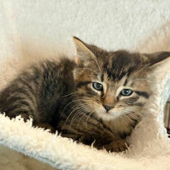 Tater Todd -  Domestic Short Hair Cat for Adoption in Blackfoot, Idaho - Tater Todd | PetCurious