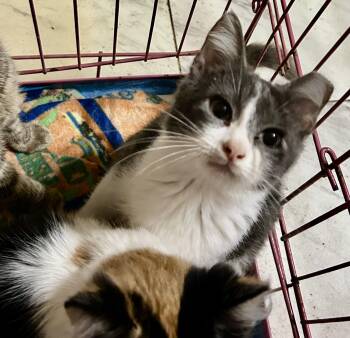 American Shorthair and Tuxedo Cats Available for Adoption - Bandit Aka Wanda | PetCurious