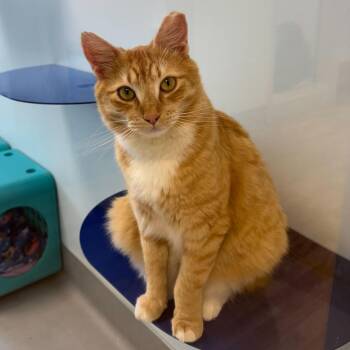 Domestic Short Hair Cats Available for Adoption - Lestat | PetCurious