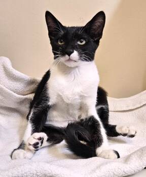 Rescue Domestic Short Hair Cats for Adoption in Seal Beach, California - Kitten Zaxby | PetCurious