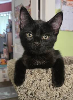 Charlotte aka "Charlie" -  Domestic Short Hair Cat for Adoption in New Berlin, Wisconsin - Charlotte Aka "Charlie" | PetCurious