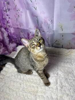 Razzles -  Tabby and Domestic Short Hair Cat for Adoption in Greensburg, Pennsylvania - Razzles | PetCurious