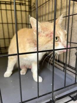 A800589 -  Domestic Short Hair Cat for Adoption in Louisville, Kentucky - A800589 | PetCurious