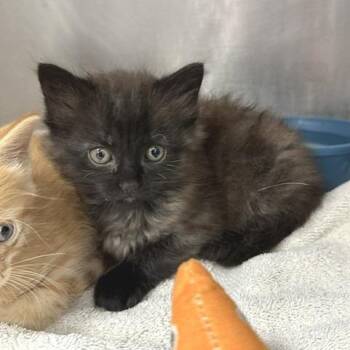 Marigold -  Domestic Medium Hair Cat for Adoption in Indianapolis, Indiana - Marigold | PetCurious