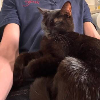 Briar -  Domestic Short Hair Cat for Adoption in Chicago, Illinois - Briar | PetCurious
