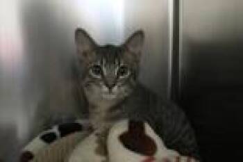 Chance of Meatballs -  Domestic Short Hair Cat for Adoption in Brunswick, Georgia - Chance Of Meatballs | PetCurious