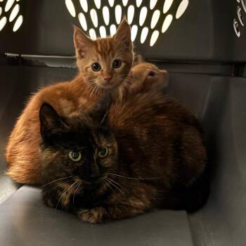 Makara -  Domestic Short Hair Cat for Adoption in South Burlington, Vermont - Makara | PetCurious