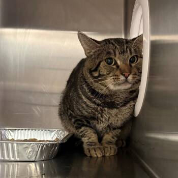 Prince -  Domestic Short Hair Cat for Adoption in San Gabriel, California - Prince | PetCurious