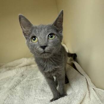 Domestic Short Hair and Russian Blue Cats Available for Adoption in Port Richey, Florida - Ricky Martin | PetCurious