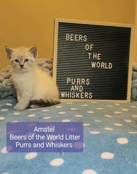 Amstel -  Domestic Short Hair Cat for Adoption in New Hartford, New York - Amstel | PetCurious