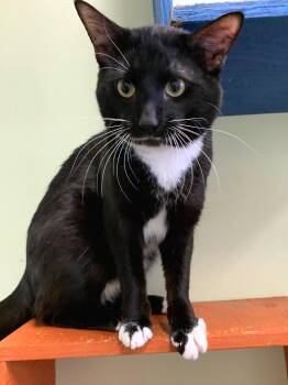 MARCO -  Domestic Short Hair Cat for Adoption in High Level, Alberta - MARCO | PetCurious