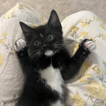 Meyer Lemon -  Domestic Short Hair Cat for Adoption in Charlottesville, Virginia - Meyer Lemon | PetCurious